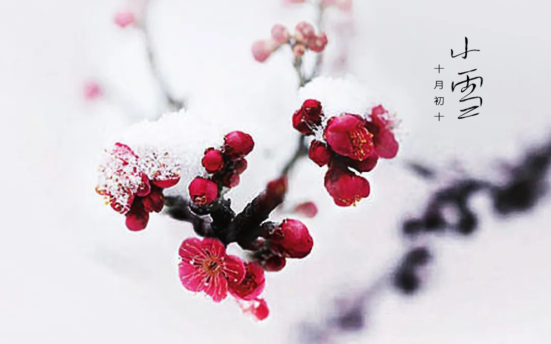 二十四节气┃小雪 小雪天地清寒，，，，，，境揽冬韵风华